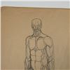 Image 5 : Original Pencil and Pen Drawing, Anatomical Study of a Man