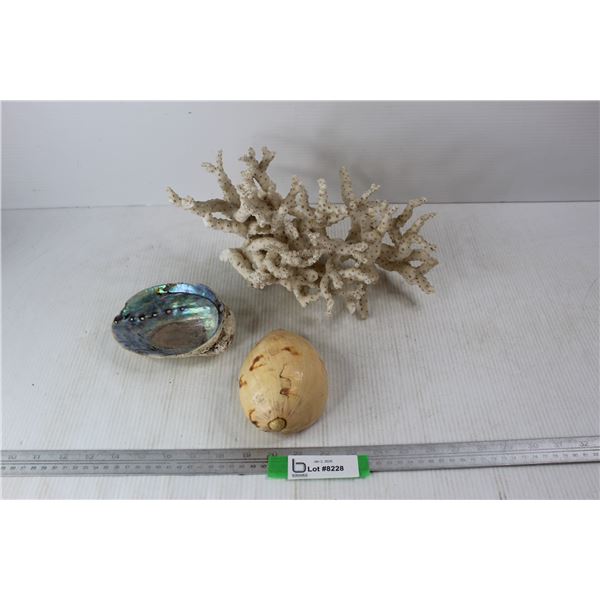 Coral- 13.5'' x 8'', + (2) Seashells