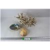 Image 1 : Coral- 13.5'' x 8'', + (2) Seashells