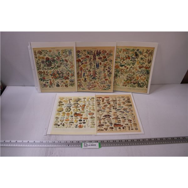 (5) Prints - Flowers & Mushrooms - Adolphe Millot
