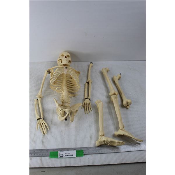 Plastic Skeleton Model, 31'' Tall , Needs To Be Repaired, Has All Pieces