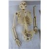 Image 2 : Plastic Skeleton Model, 31'' Tall , Needs To Be Repaired, Has All Pieces