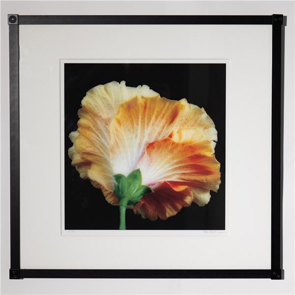 Hal Kaye, Original Color Photograph on Paper Hibiscus Signed
