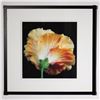 Image 1 : Hal Kaye, Original Color Photograph on Paper Hibiscus Signed