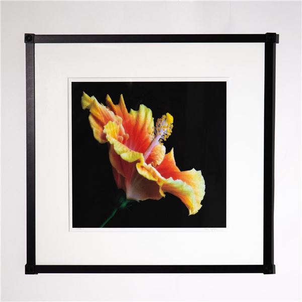 Hal Kaye, Original Color Photograph on Paper Hibiscus Signed