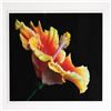 Image 2 : Hal Kaye, Original Color Photograph on Paper Hibiscus Signed