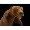 Image 3 : Grizzly Bear Full Size Mount on Wood Base