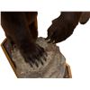 Image 4 : Grizzly Bear Full Size Mount on Wood Base