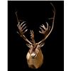 Image 2 : Caribou Shoulder Mount