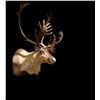 Image 3 : Caribou Shoulder Mount