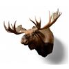 Image 3 : Moose Shoulder Mount