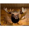 Image 6 : Moose Shoulder Mount