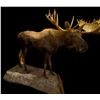 Image 2 : Full Size Moose Mount