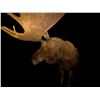 Image 3 : Full Size Moose Mount