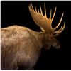 Image 5 : Full Size Moose Mount
