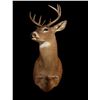 Image 2 : White Tail Deer Shoulder Mounts