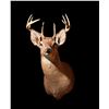 Image 3 : White Tail Deer Shoulder Mounts