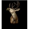 Image 4 : White Tail Deer Shoulder Mounts