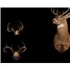 Image 5 : White Tail Deer Shoulder Mounts