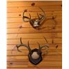 Image 6 : White Tail Deer Shoulder Mounts