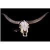 Image 1 : Longhorn Skull Mount