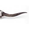 Image 5 : Longhorn Skull Mount