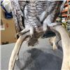 Image 8 : TAXIDERMY OWL