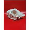 Image 2 : Euro African Lion Skull