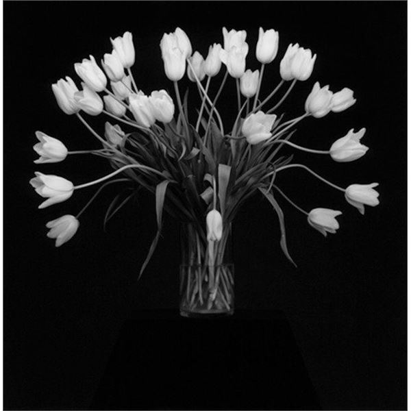 Photographer: Robert Mapplethorpe Tulips, 1988.