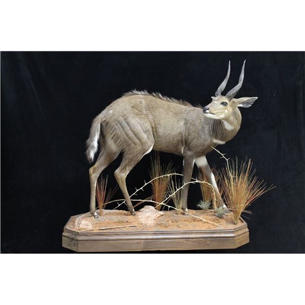Creative Concepts $2000 Taxidermy Credit