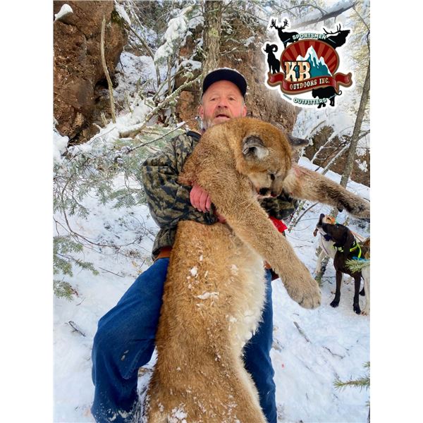 Colorado Mountain Lion Hunt