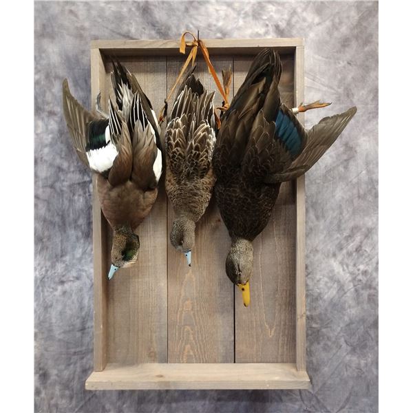 “Trio of Ducks” Taxidermy