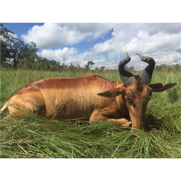 Hunt the Lichtenstein Hartebeest