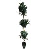 Image 1 : Approx. 6ft Artificial Tree Plant