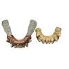 Image 2 : "Blade" - Prop teeth 2pc