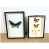 Image 1 : LOT DE 2 CADRES DE PAPILLONS