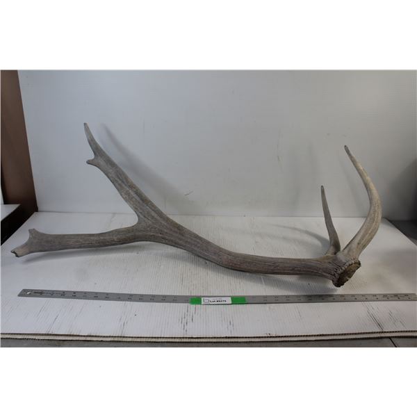 Elk Antler Shed