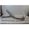 Image 1 : Elk Antler Shed