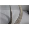 Image 3 : Elk Antler Shed