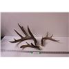 Image 1 : (3) Deer Antler Sheds (This Years Shed)