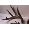 Image 3 : (3) Deer Antler Sheds (This Years Shed)