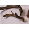 Image 4 : (3) Deer Antler Sheds (This Years Shed)