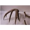 Image 5 : (3) Deer Antler Sheds (This Years Shed)
