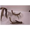 Image 6 : (3) Deer Antler Sheds (This Years Shed)