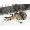 Image 1 : 7 Day Winter Wolf Hunt for 2 Hunters