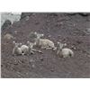 Image 1 : California Bighorn Sheep Lamb count- 7 day Conservation Experience