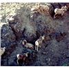 Image 5 : California Bighorn Sheep Lamb count- 7 day Conservation Experience