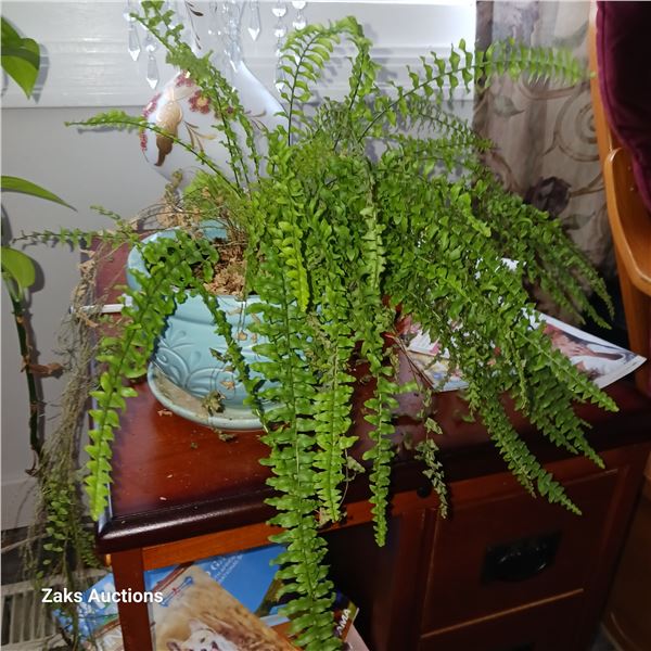 Small Potted Plant