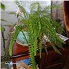 Image 1 : Small Potted Plant