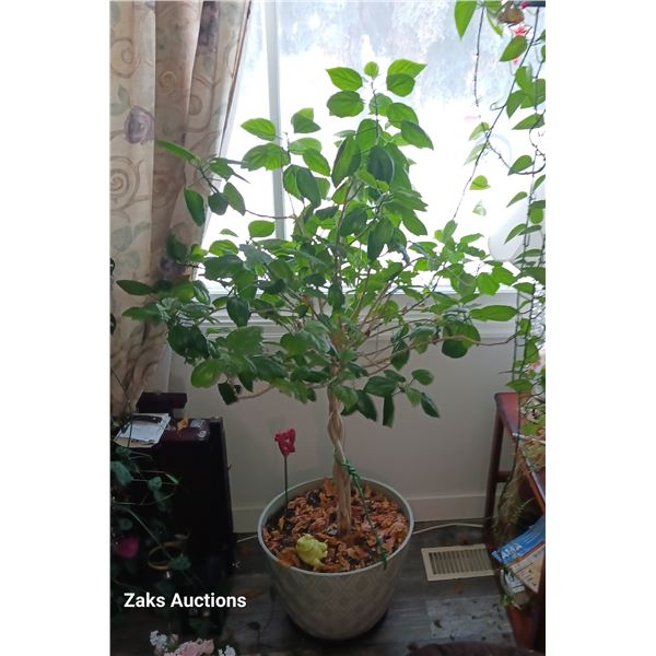 Large Potted Plant